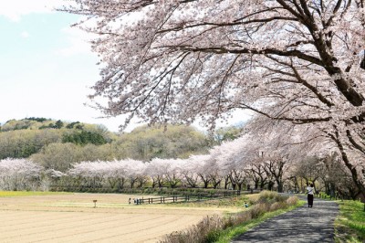 曲線を描く桜並木がきれい 埼玉 巾着田 は春景色もお勧め Oricon News