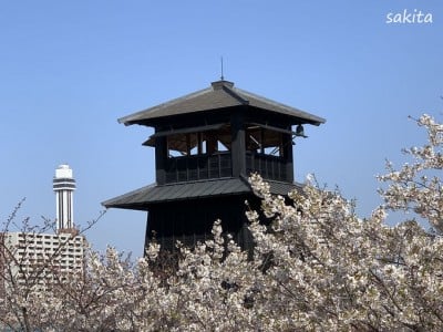 東京江戸川区 約3キロの 新川千本桜 で江戸情緒あふれるお花見を Oricon News