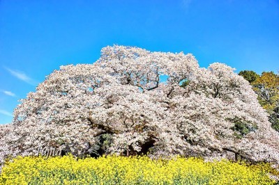 お花見は混雑しない穴場で快適に 千葉県の一本桜５選 Oricon News