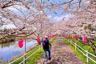 桜の絶景を郷土色豊かに楽しめる 千葉県の花見名所５選 Oricon News
