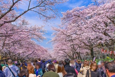 上野公園 の桜はやっぱり凄い 東京都内随一の花見の名所 Oricon News