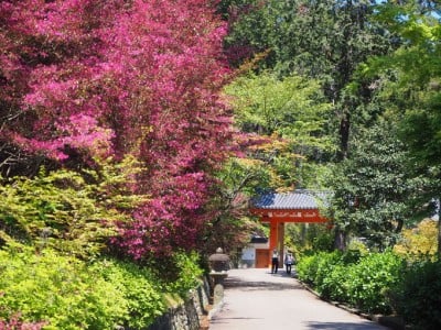 晩春の花々と緑に包まれる境内が美しい 京都 宇治 三室戸寺 Oricon News