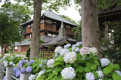 限定御朱印も人気！群馬のあじさい寺「曹源寺さざえ堂」 | ORICON NEWS