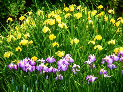 艶やかな初夏の風物詩 奈良 花の郷 滝谷花しょうぶ園 Eltha エルザ