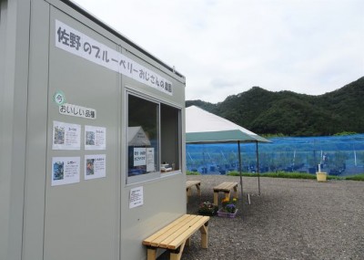 硬貨大 2時間食べ放題 栃木 佐野のブルーベリーおじさんの農園 Eltha エルザ