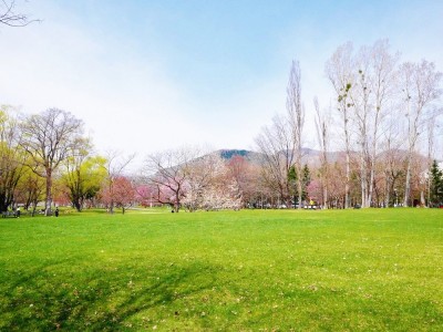 桜とカタクリ咲く札幌の春！北海道立真駒内公園でお花見散歩 | ORICON NEWS