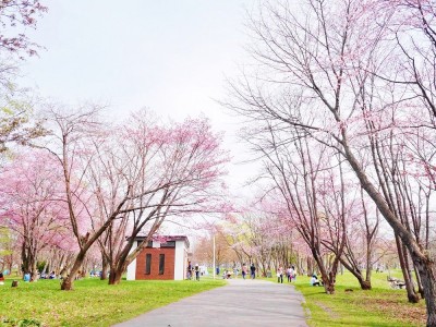 桜とカタクリ咲く札幌の春！北海道立真駒内公園でお花見散歩 | ORICON NEWS