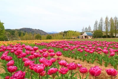 広島・世羅高原「チューリップ祭」はSNS映えするカラフルロケーション！ | ORICON NEWS