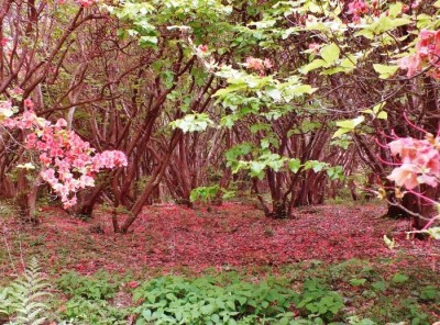 西日本唯一のオンツツジ古木群落 徳島 船窪つつじ公園 Oricon News