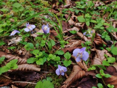 西日本唯一のオンツツジ古木群落 徳島 船窪つつじ公園 Oricon News