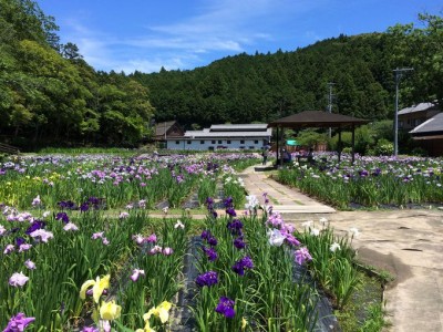 一宮花しょうぶ園・あじさい寺・ききょう寺！小京都・遠州森町で