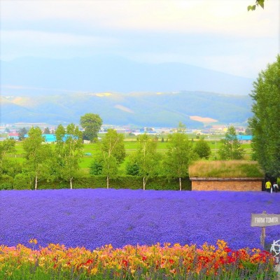 レインボー超えの花畑・富良野「ファーム富田」はSNS映え抜群