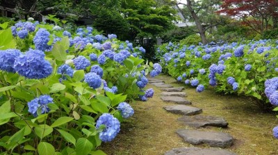 男鹿の絶景スポット 雲昌寺のあじさいがいざなう 青 の世界 Oricon News