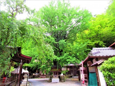 巨樹に圧倒！“汗かき観音”を本尊とする滋賀県「岩間寺」 | ORICON NEWS 巨樹に圧倒！“汗かき観音”を本尊とする滋賀県「岩間寺」