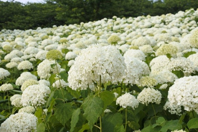 桜の次は紫陽花ロード 埼玉 幸手権現堂堤は梅雨も美しい Oricon News