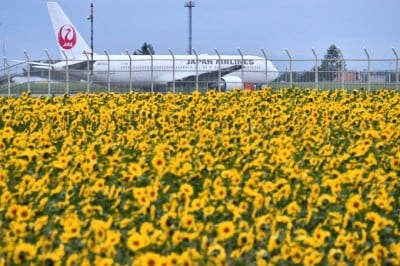 ひまわり畑に巨体が飛来 ヒコーキをラブリーに撮る 女満別空港 Oricon News