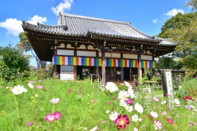 コスモスグラスキューブ”が美しい！奈良「般若寺」の秋 | ORICON NEWS