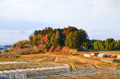 奈良明日香村小原の里6号サイズ-