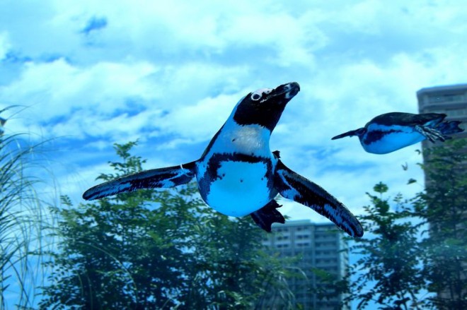 水族館 福袋 ケープペンギンの足型 水族館 福袋 ケープペンギンの足型 行事・記念品