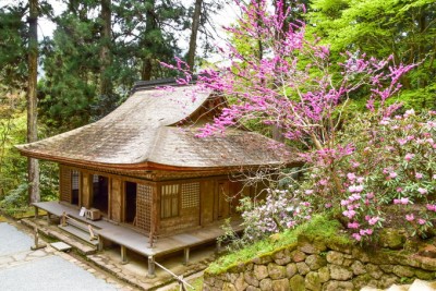 女人高野が3000株のシャクナゲに彩られる！奈良・室生寺の春 | ORICON NEWS 女人高野が3000株のシャクナゲに彩られる！奈良・室生寺の春