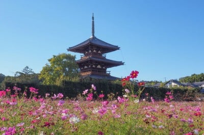 コスモスと三重塔のコラボが美しい！奈良・斑鳩「法起寺」の秋 | ORICON NEWS