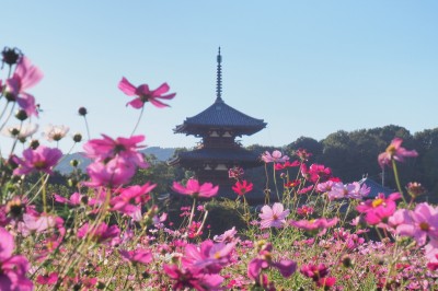 コスモスと三重塔のコラボが美しい！奈良・斑鳩「法起寺」の秋 | ORICON NEWS