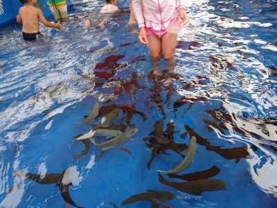 水族館 トップ 水着