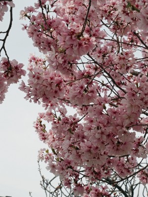 大阪狭山市「狭山池」の桜を見る！多彩な花模様は3月から