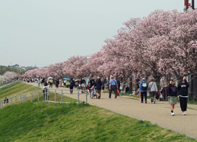 狭山池の桜 - 富田林百景+ 「とんだばやし」とその周辺の魅力を