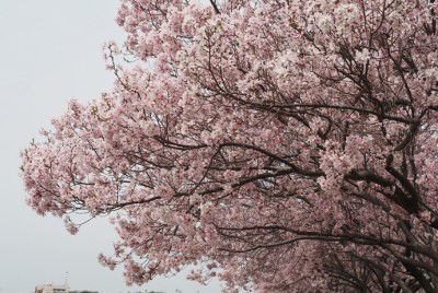 大阪狭山市「狭山池」の桜を見る！多彩な花模様は3月から
