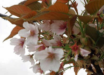 大阪狭山市「狭山池」の桜を見る！多彩な花模様は3月から