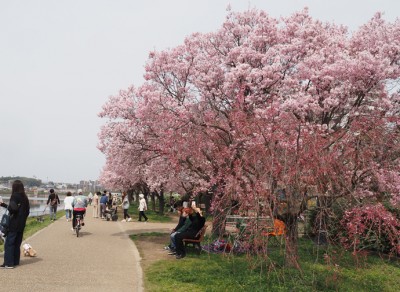 大阪狭山市「狭山池」の桜を見る！多彩な花模様は3月から