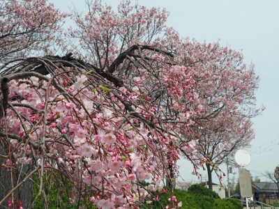 春爛漫！ 満開に咲き誇る桜～狭山市駅西口周辺～ | 西口だもの