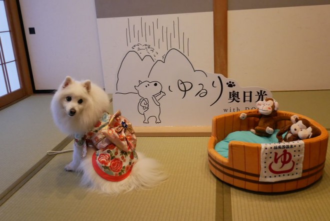 TlC 񂱁Vu艜with DOGSvuhI[v