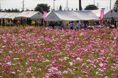 見渡す限りに圧巻の秋景色 埼玉 よしみコスモスまつり Oricon News