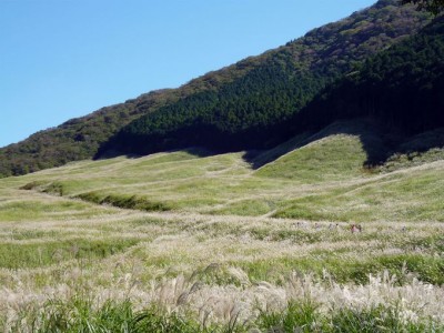 秋の箱根で必見 一面にきらめく黄金色の絶景 仙石原すすき草原 Oricon News