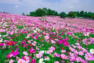 昭和記念公園 のコスモス畑 花の丘 は東京都内最大級400万本の大絶景 Oricon News