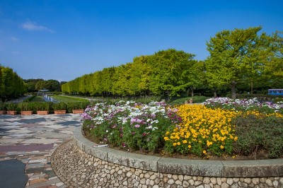 昭和記念公園 のコスモス畑 花の丘 は東京都内最大級400万本の大絶景 Oricon News