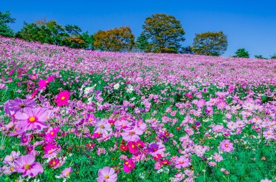 昭和記念公園 のコスモス畑 花の丘 は東京都内最大級400万本の大絶景 Oricon News