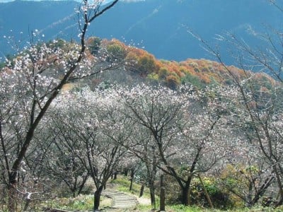 儚く あざやか 群馬 桜山公園の冬桜と紅葉 ライトアップ Oricon News