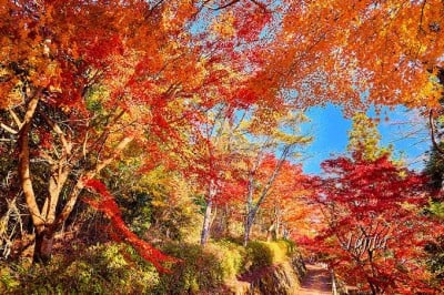 奈良 吉野山の紅葉が絶景 奥千本 高城山展望台で紅葉狩り Oricon News