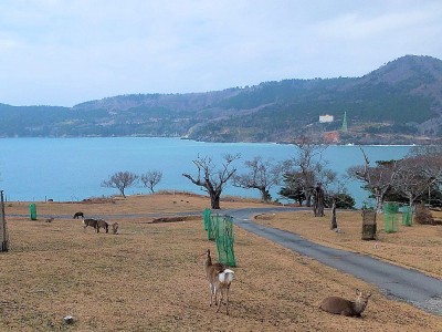 日本最古で最強の金運パワー！石巻沖の霊島・金華山「黄金山神社