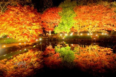 岐阜 曽木公園で紅葉狩り ライトアップされた 逆さ紅葉 が絶景 Oricon News