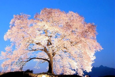 わに塚の桜はライトアップも絶景！山梨県の一本桜・花見名所5選 | ORICON NEWS