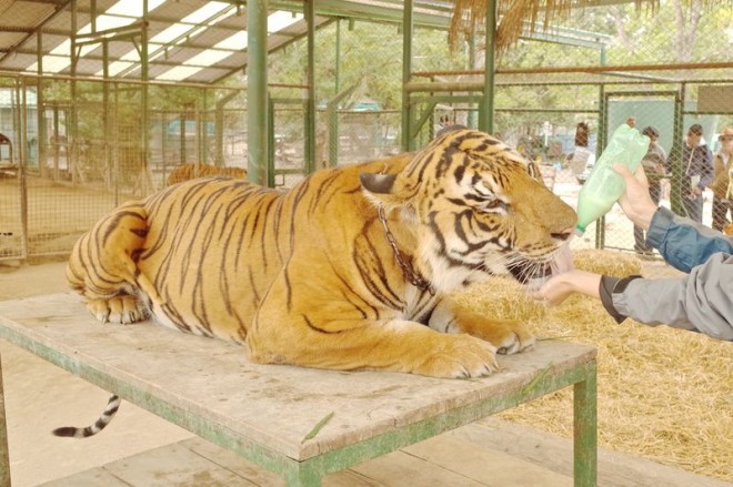 世界一危険 猛獣とふれあえるアルゼンチン ルハン動物園 Oricon News
