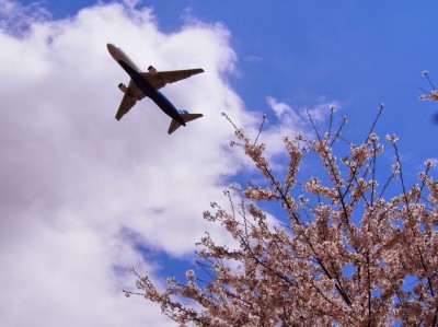 桜×飛行機のコラボは圧巻！「成田市さくらの山」でお花見！ | ORICON NEWS