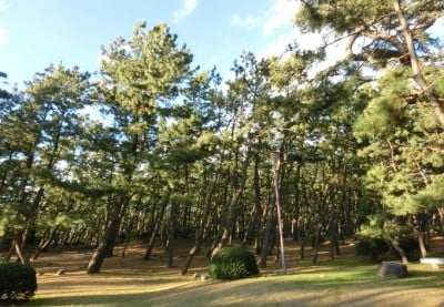 静岡県沼津市 千本松原 は富士山 駿河湾 夕陽の絶景 Oricon News