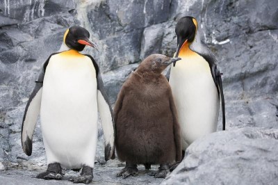 冬限定ペンギンの散歩と水中トンネルは必見！旭山動物園 | ORICON NEWS