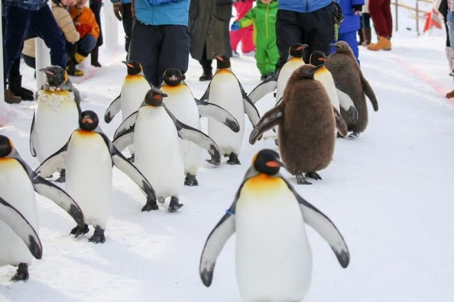 冬限定ペンギンの散歩と水中トンネルは必見！旭山動物園 | ORICON NEWS