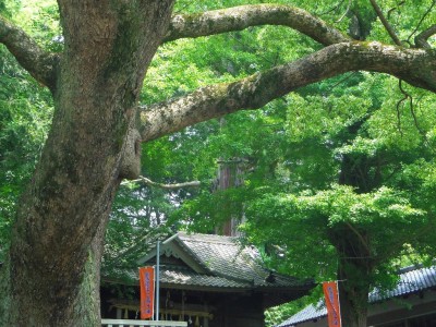 ことのままに願いが叶う!?静岡掛川「事任八幡宮」｜Eltha(エルザ)